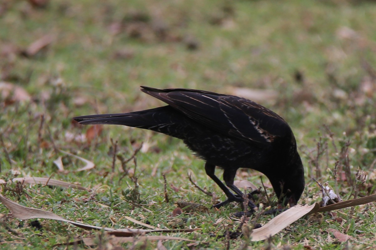 Red-winged/Tricolored Blackbird - ML393117141