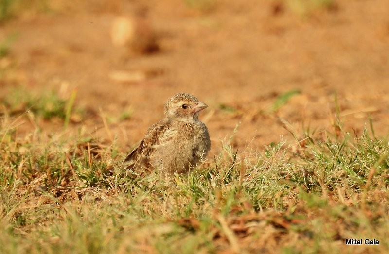 Ashy-crowned Sparrow-Lark - Mittal Gala