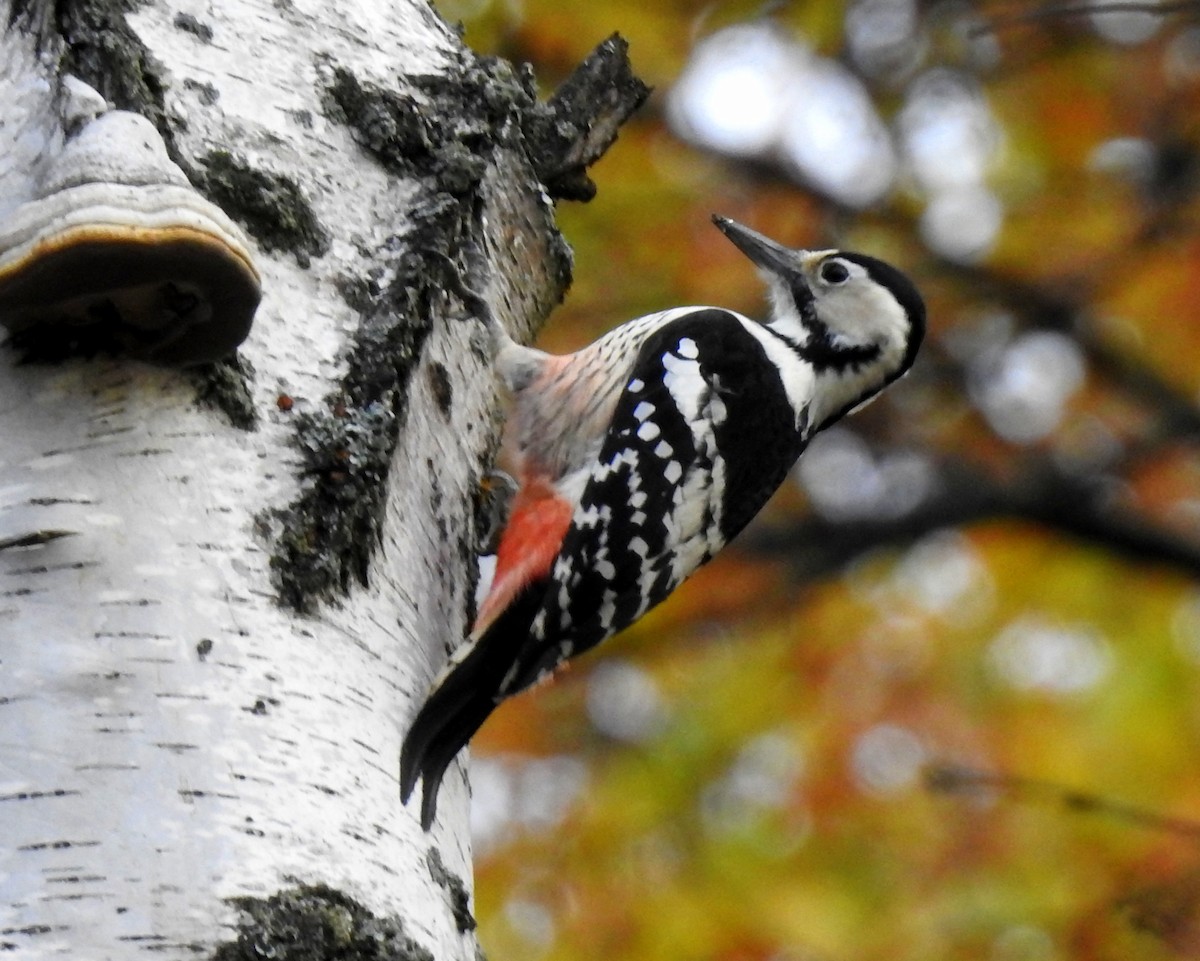 White-backed Woodpecker - Scott Young