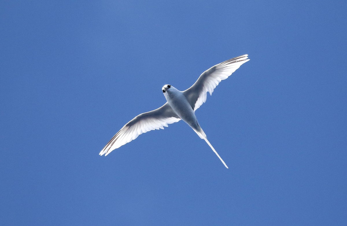White-tailed Tropicbird (Pacific) - ML393132941