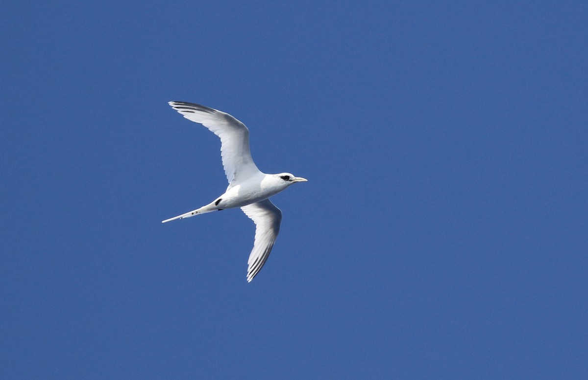 White-tailed Tropicbird (Pacific) - ML393132951