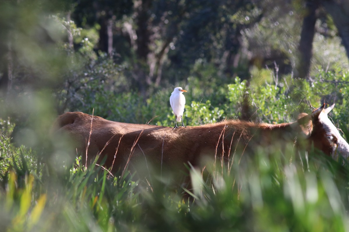 Western Cattle Egret - Matt Yawney