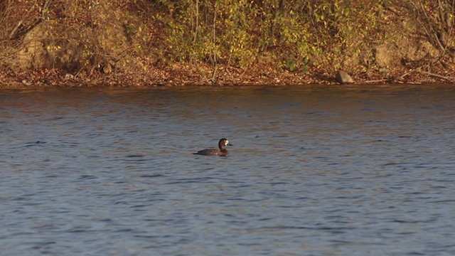 Greater Scaup - ML393142451