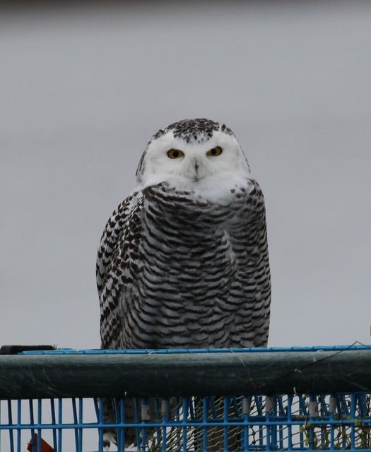 Snowy Owl - Nova Scotia Bird Records