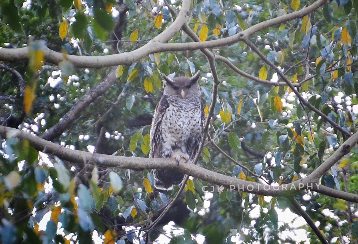 Spot-bellied Eagle-Owl - ML393144911