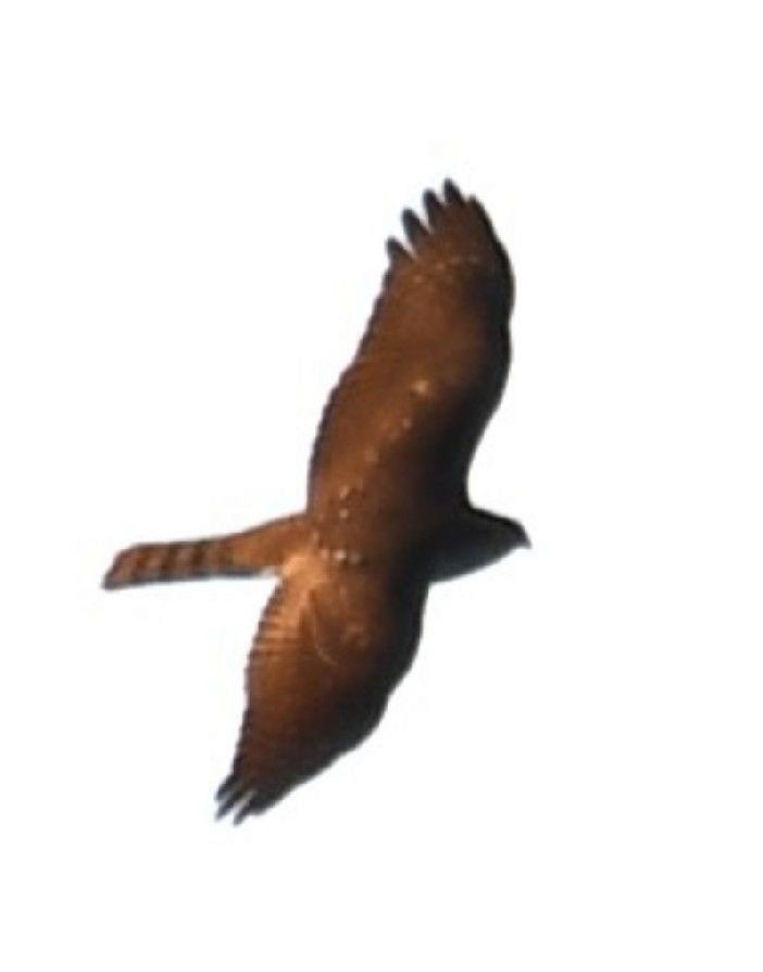 Eurasian Sparrowhawk - 張 俊章
