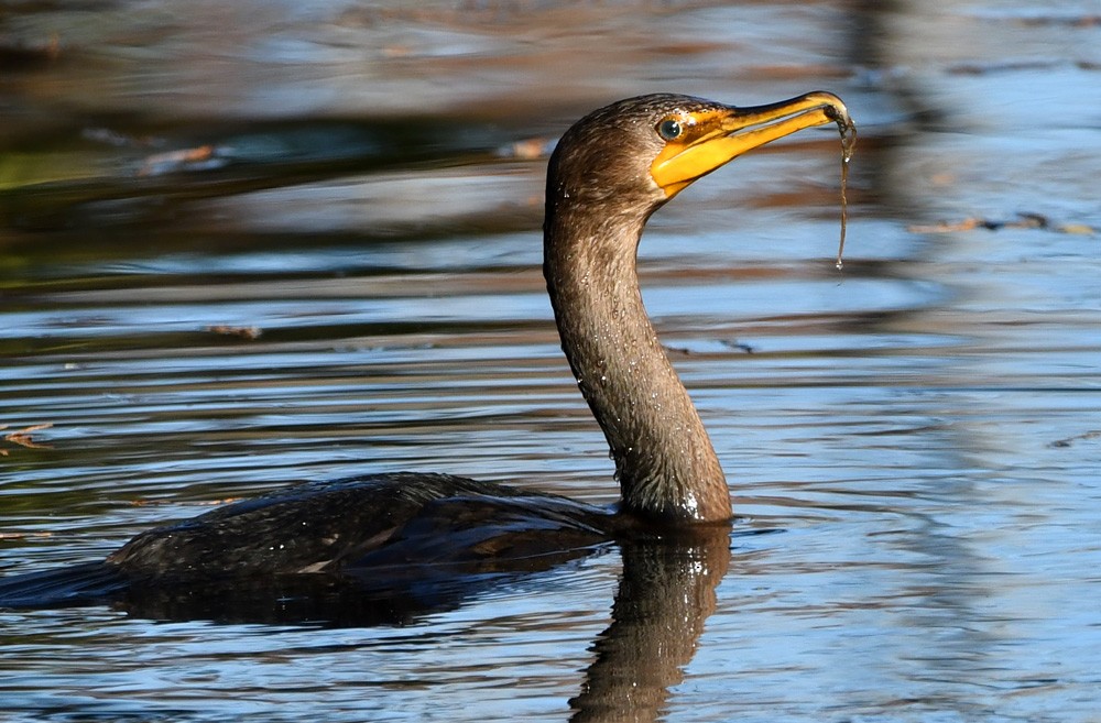 Double-crested Cormorant - William Wise