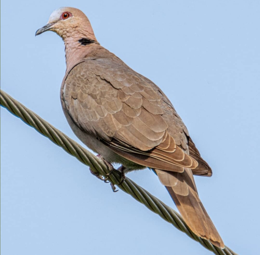 Red-eyed Dove - ML393159421