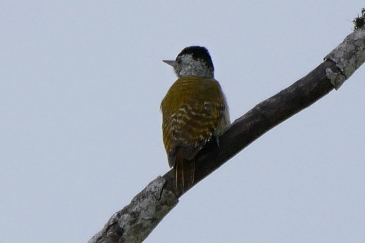 Speckle-breasted Woodpecker - ML393160711