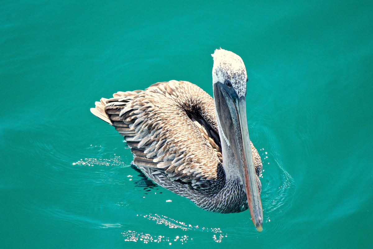 pelikán hnědý - ML39316551