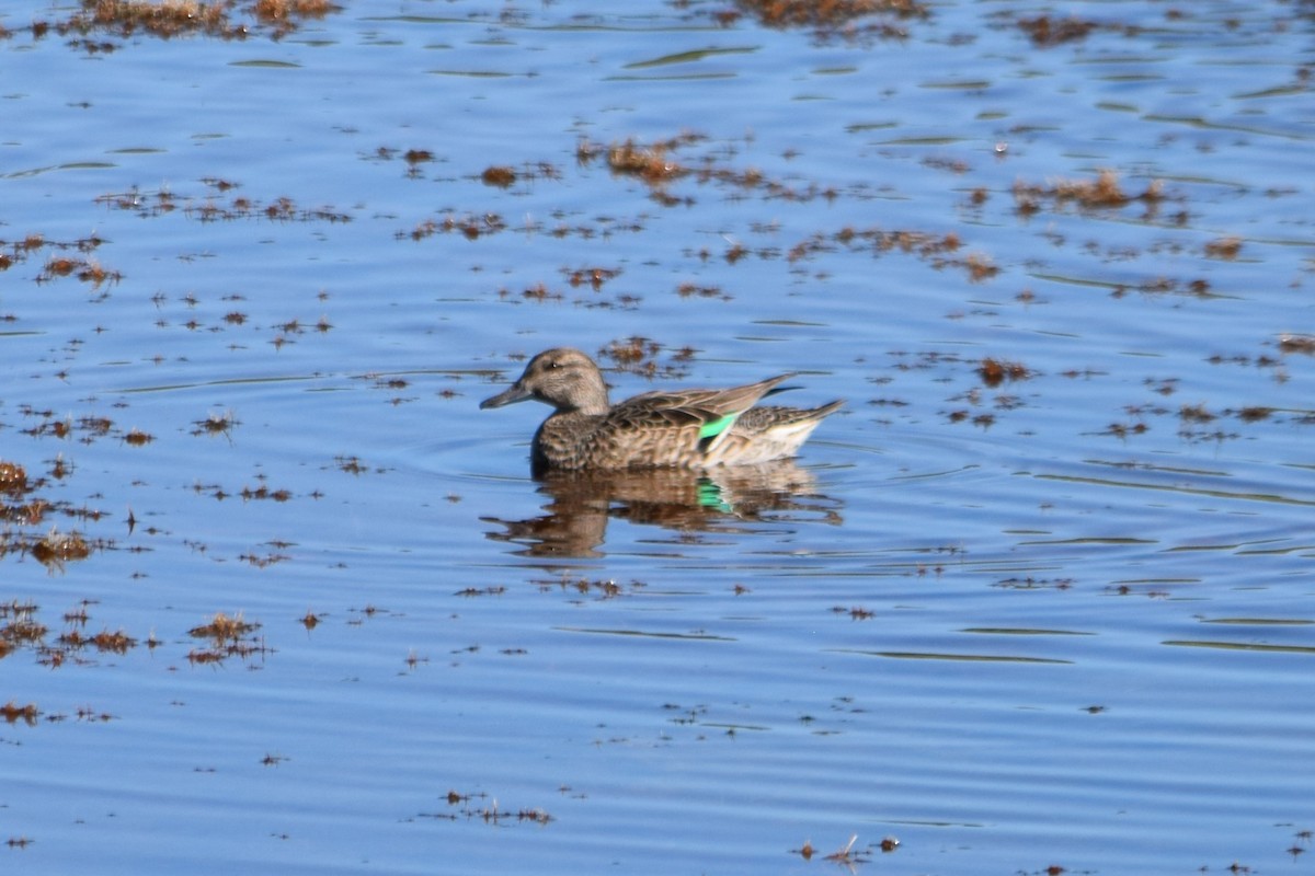 Green-winged Teal - ML393166751
