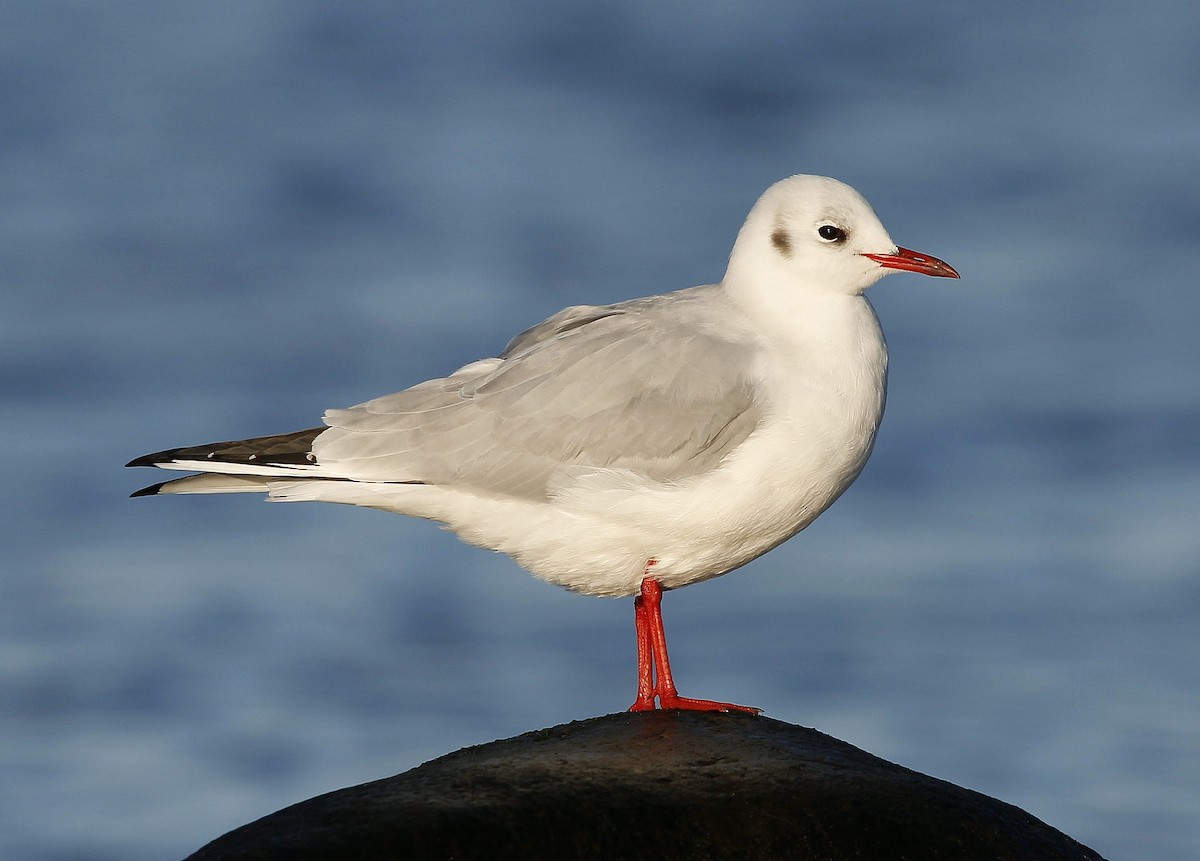 Mouette rieuse - ML393176571