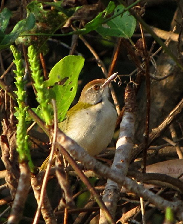 Common Tailorbird - Ramit Singal