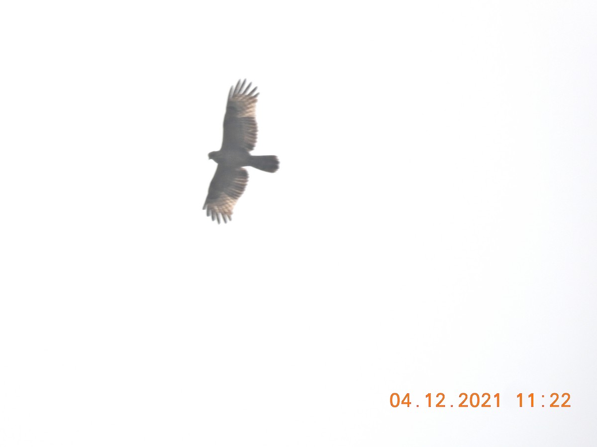 Changeable Hawk-Eagle (Crested) - Sudip Simha