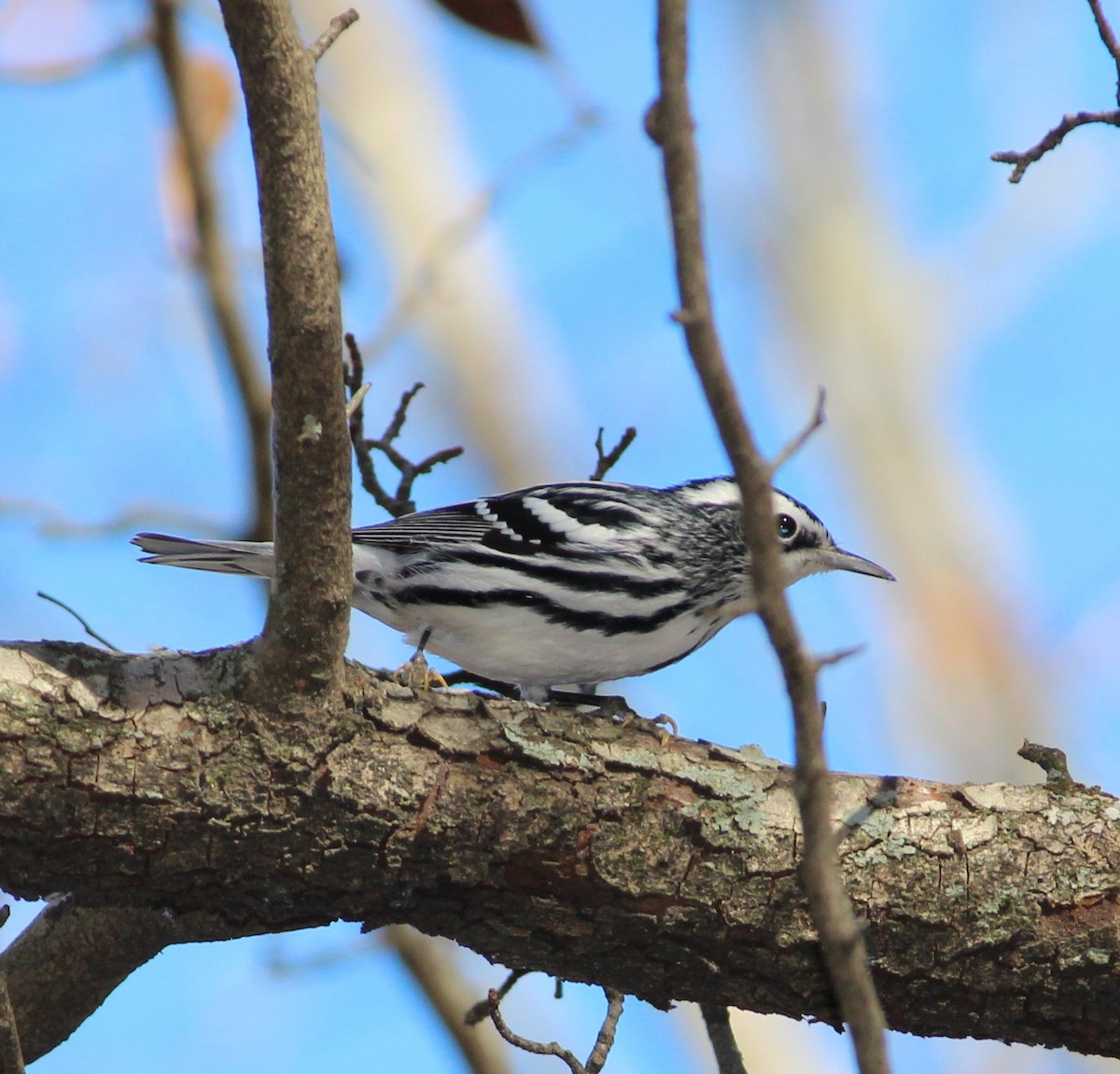 Black-and-white Warbler - ML393192361