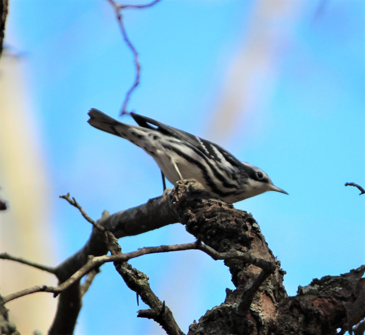 Black-and-white Warbler - Ashwin Srinivasan