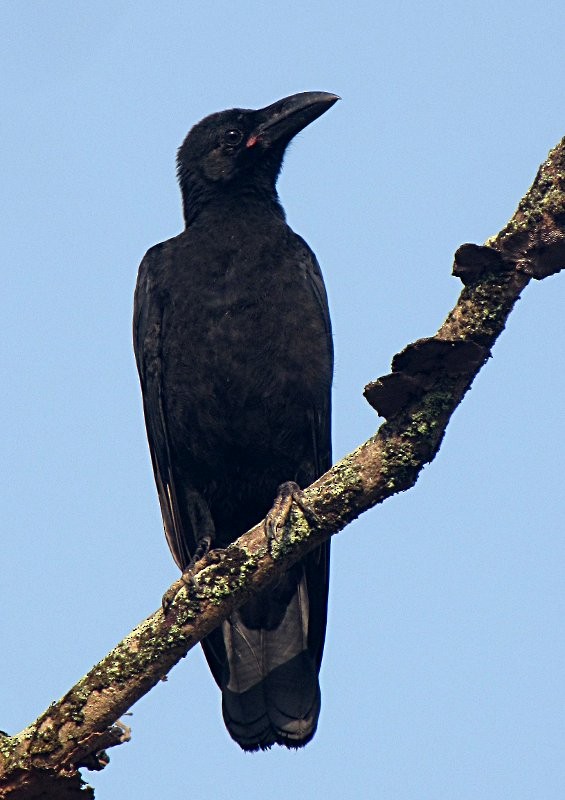 Large-billed Crow - Ramit Singal