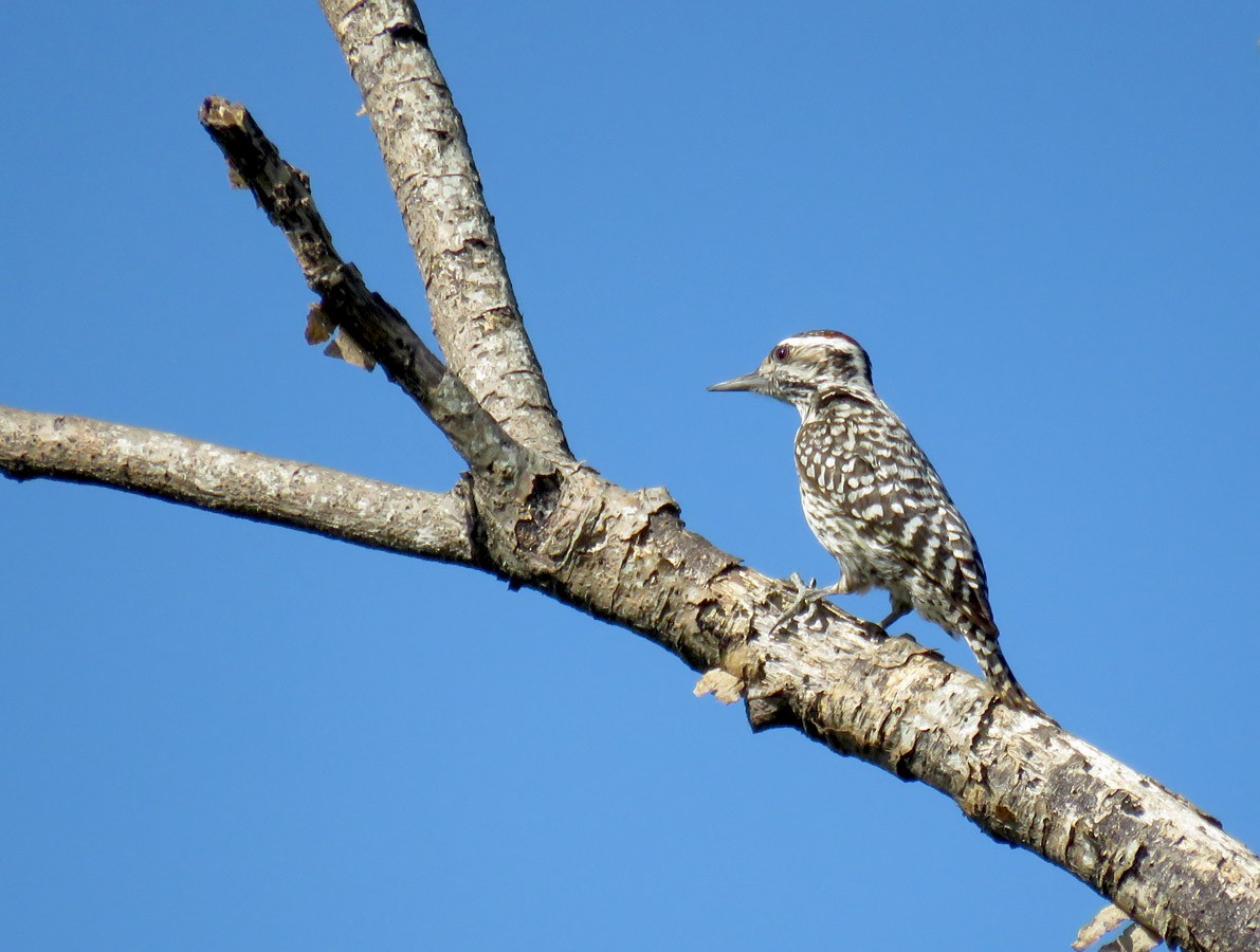 Checkered Woodpecker - Adrian Antunez