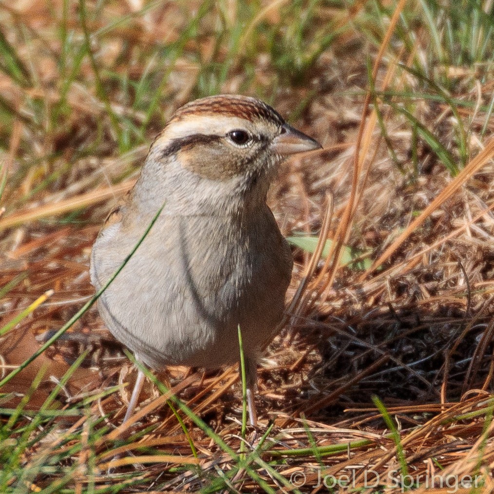 Chipping Sparrow - ML393198571