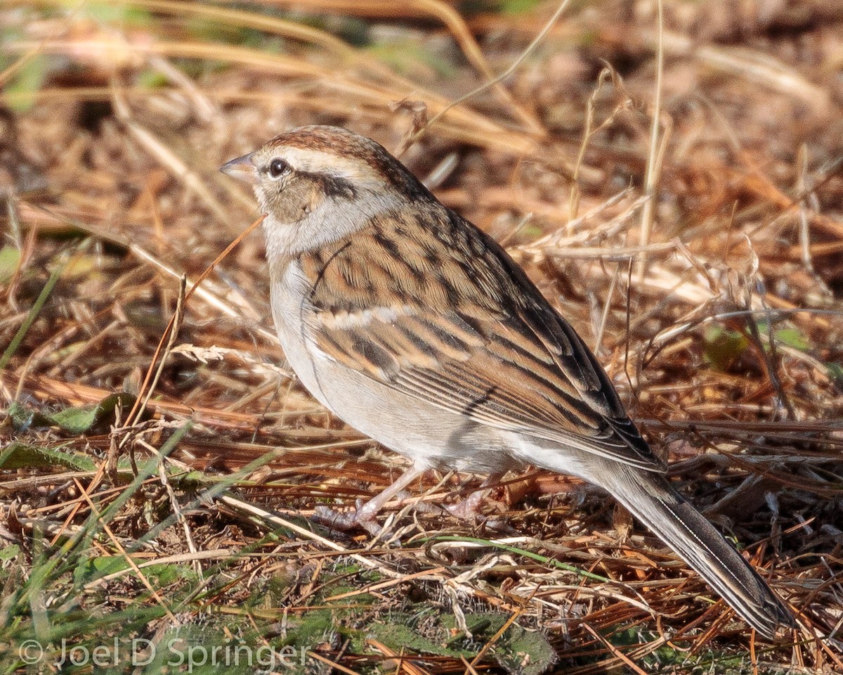 Chipping Sparrow - ML393198581