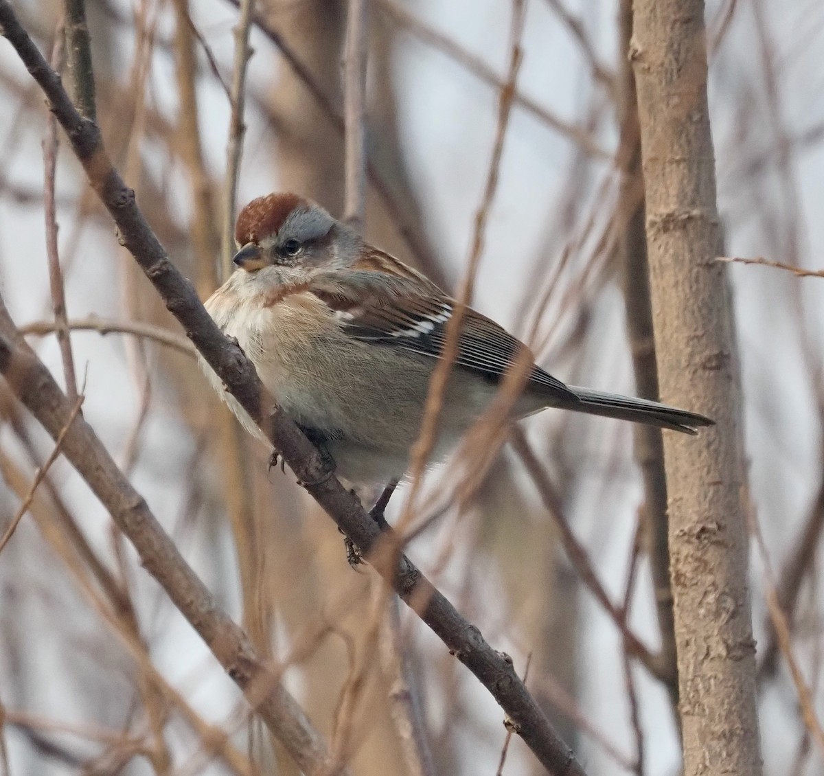 American Tree Sparrow - ML393199681
