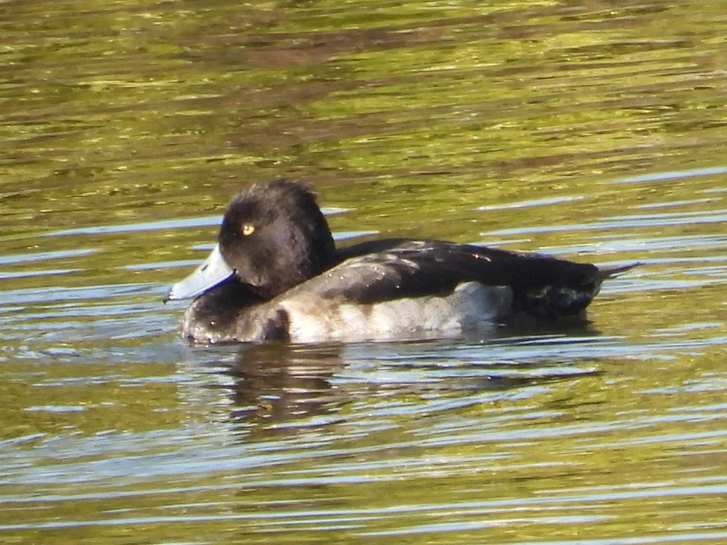 Tufted Duck - ML393205211