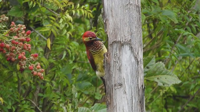 Crimson-mantled Woodpecker - ML393208041