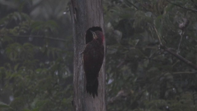Crimson-mantled Woodpecker - ML393210361