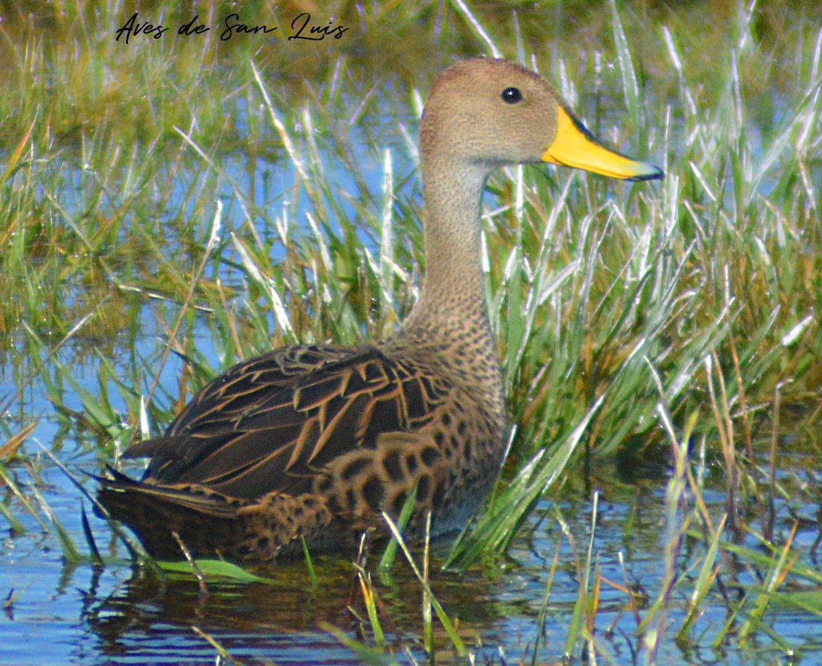 Yellow-billed Pintail - Luciano Perotti