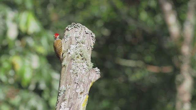 Cardinal Woodpecker - ML393215481