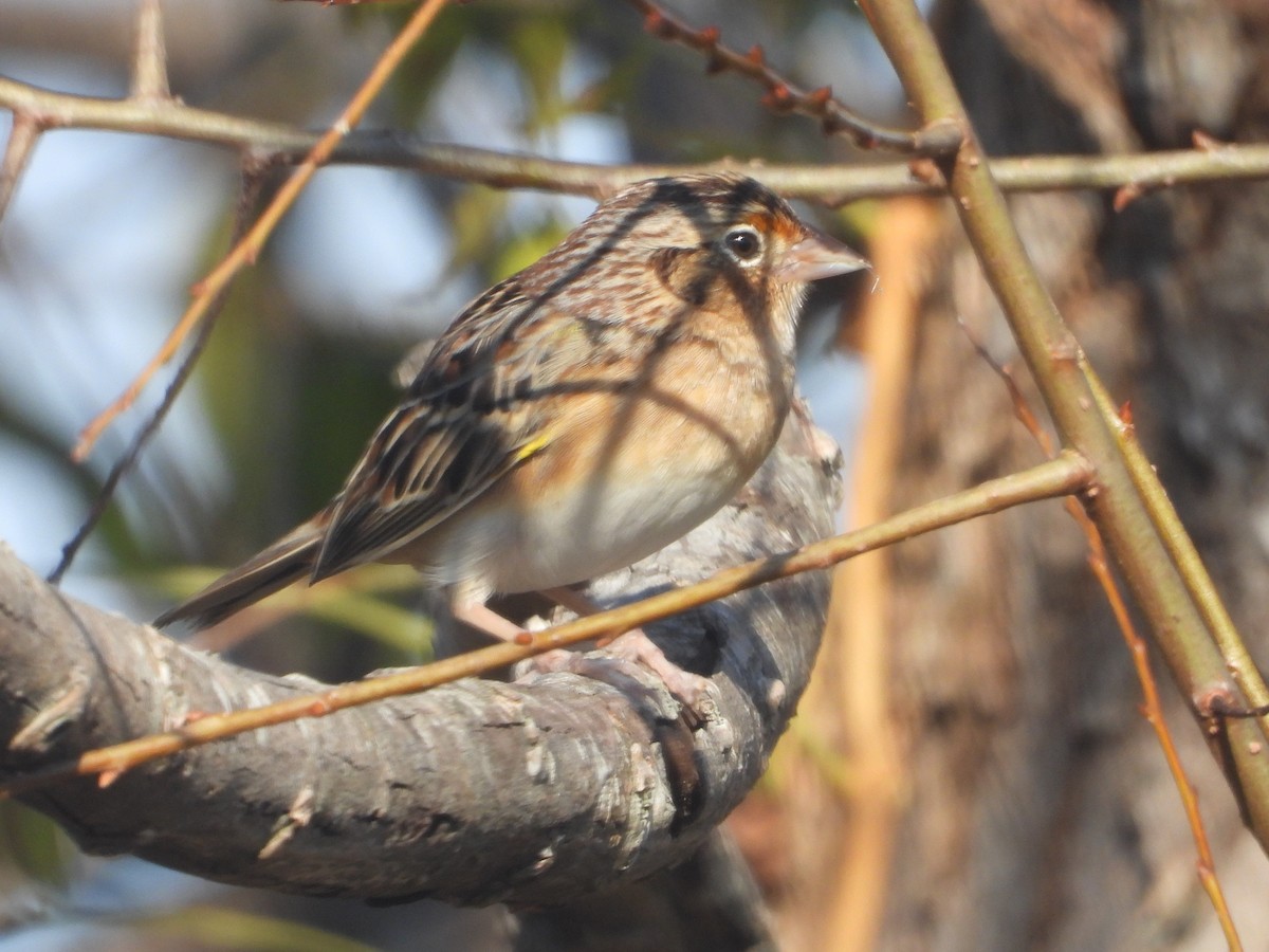 Grasshopper Sparrow - ML393215871