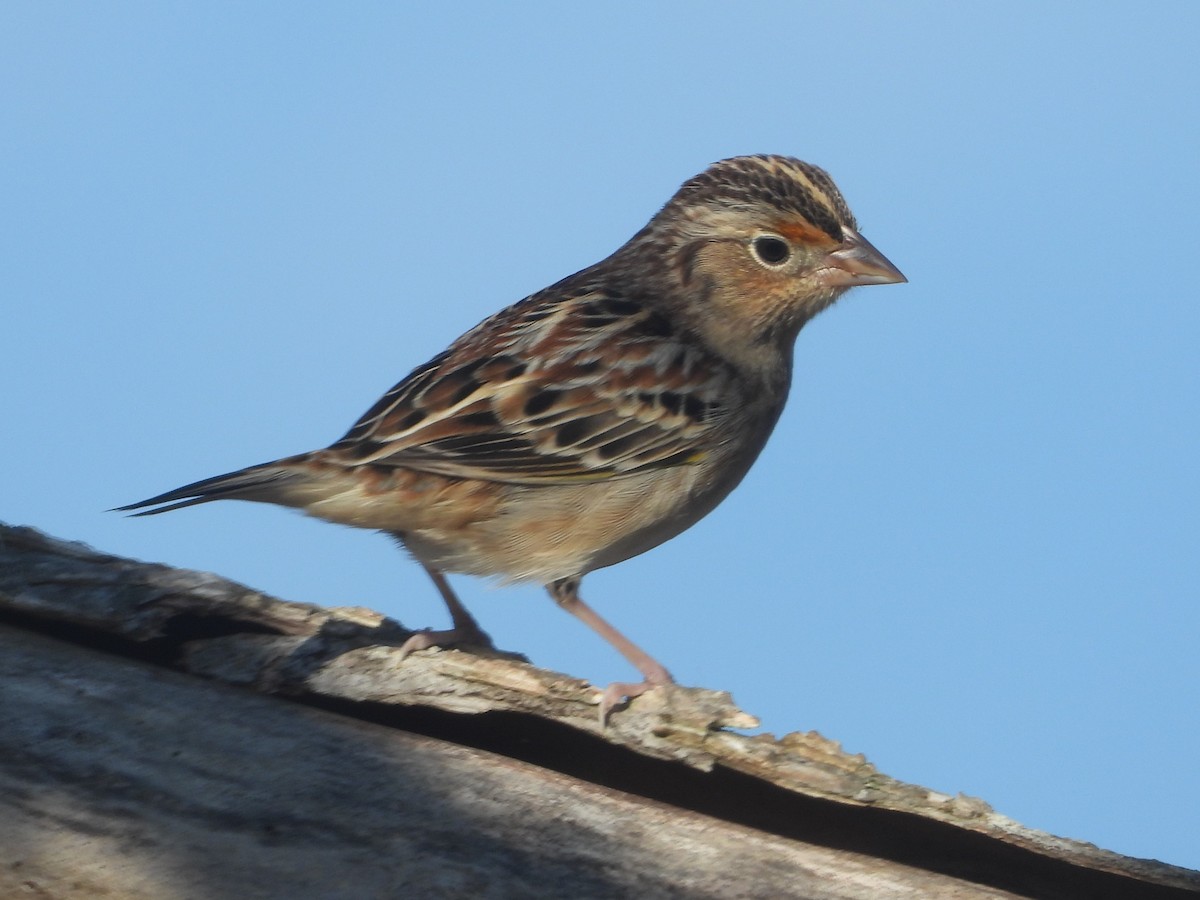 Grasshopper Sparrow - ML393216011