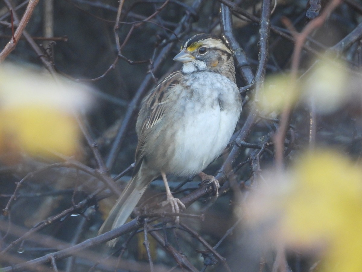 White-throated Sparrow - ML393216051