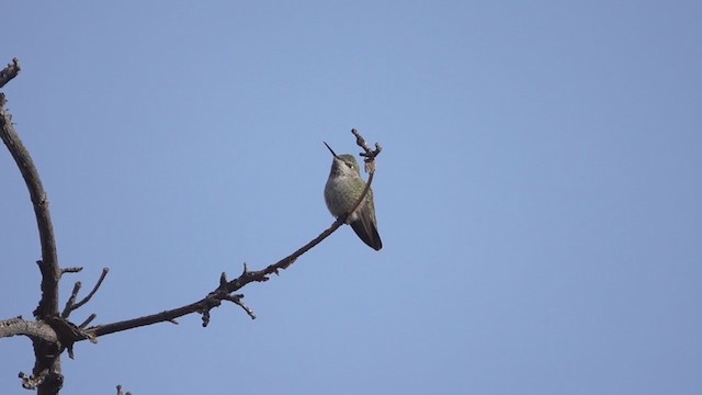 Anna's Hummingbird - ML393231321