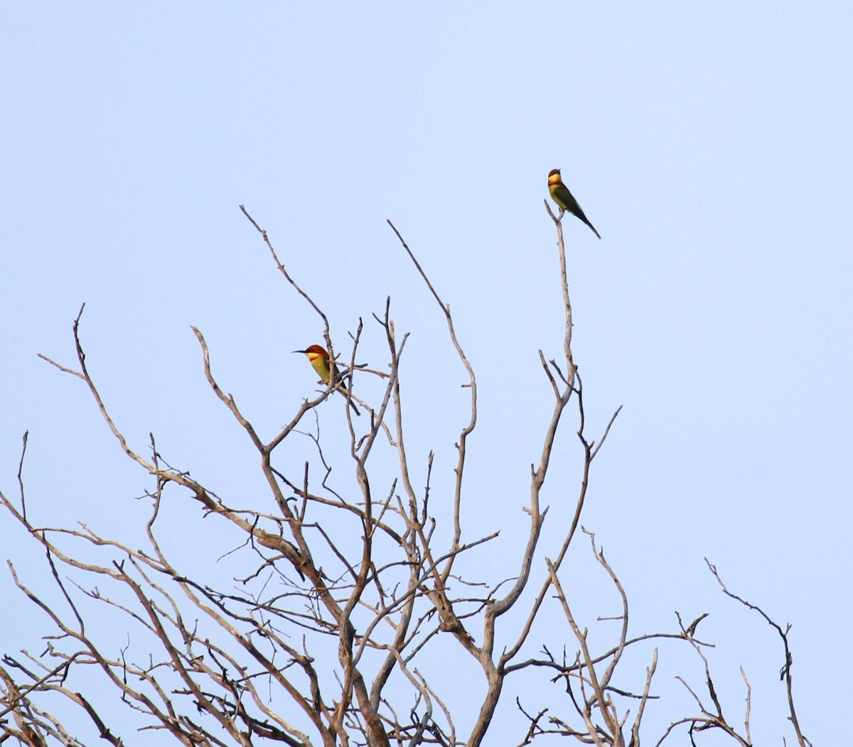 Chestnut-headed Bee-eater - Veena Rao