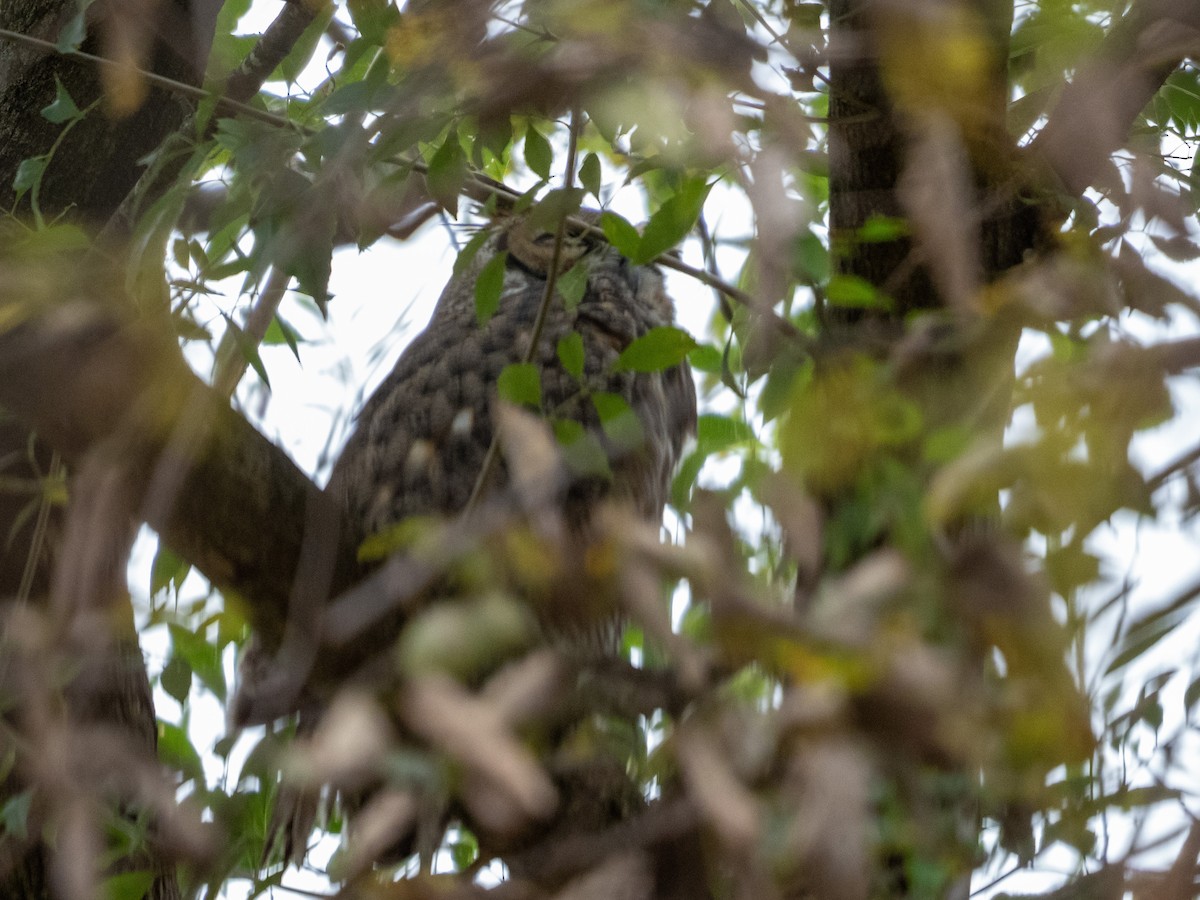 Great Horned Owl - ML393259781