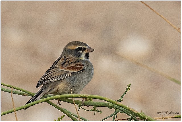 ペルシアスズメ Ebird