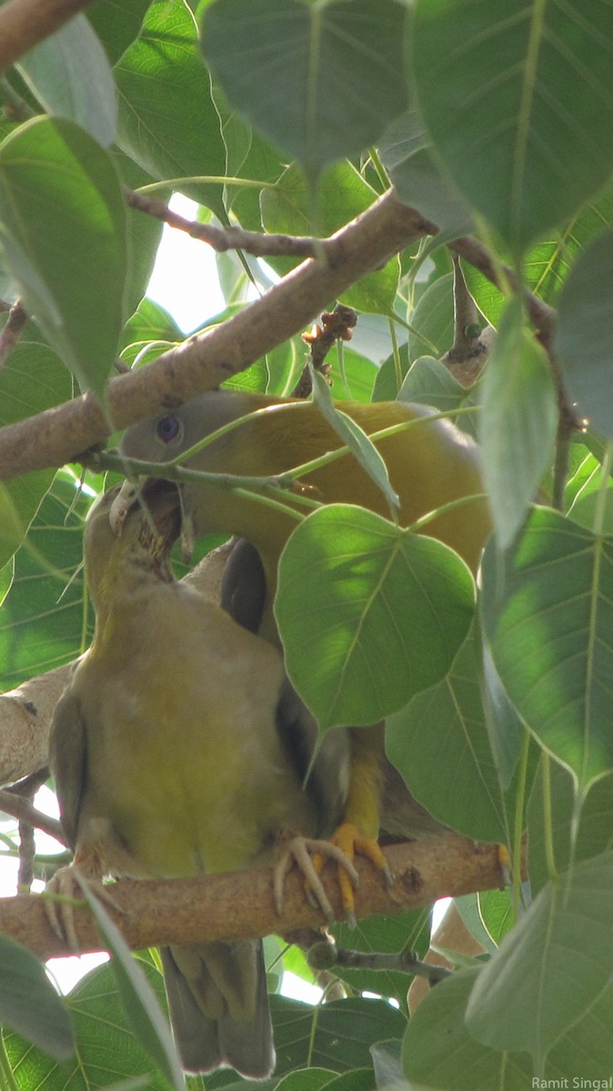 Yellow-footed Green-Pigeon - Ramit Singal