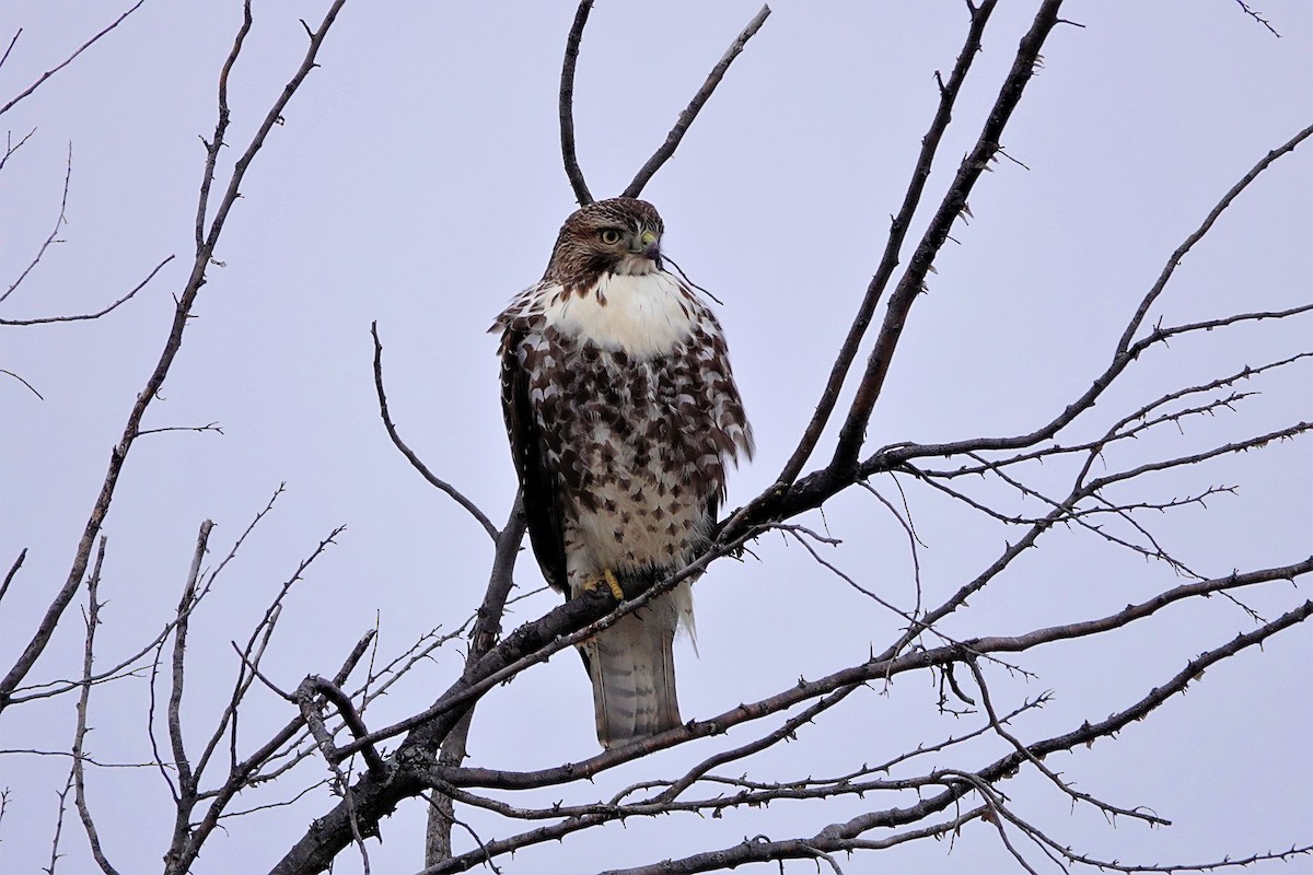 Red-tailed Hawk - ML393266551