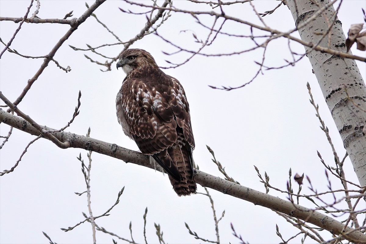 Red-tailed Hawk - ML393266611