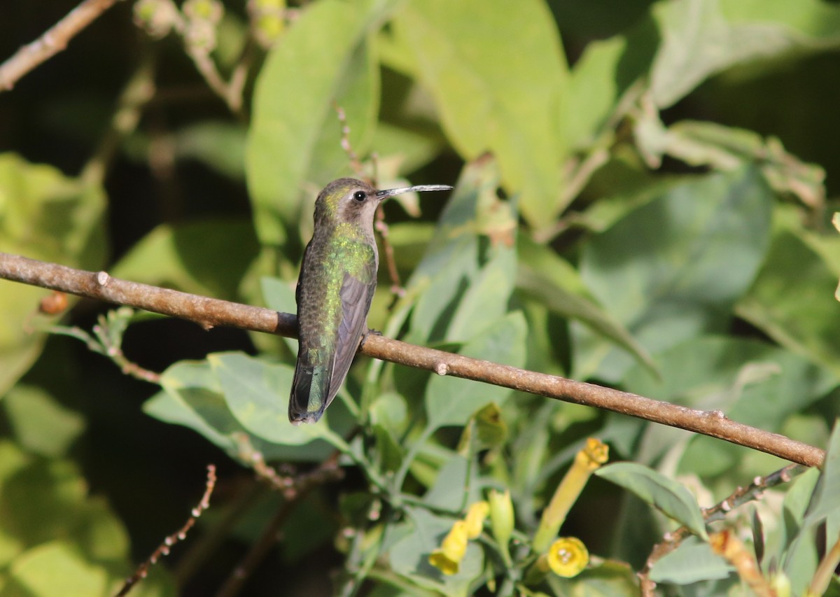 Broad-billed Hummingbird - ML393272341