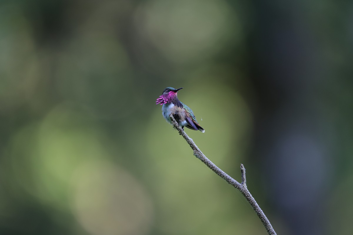Wine-throated Hummingbird - Ivan Castaneda