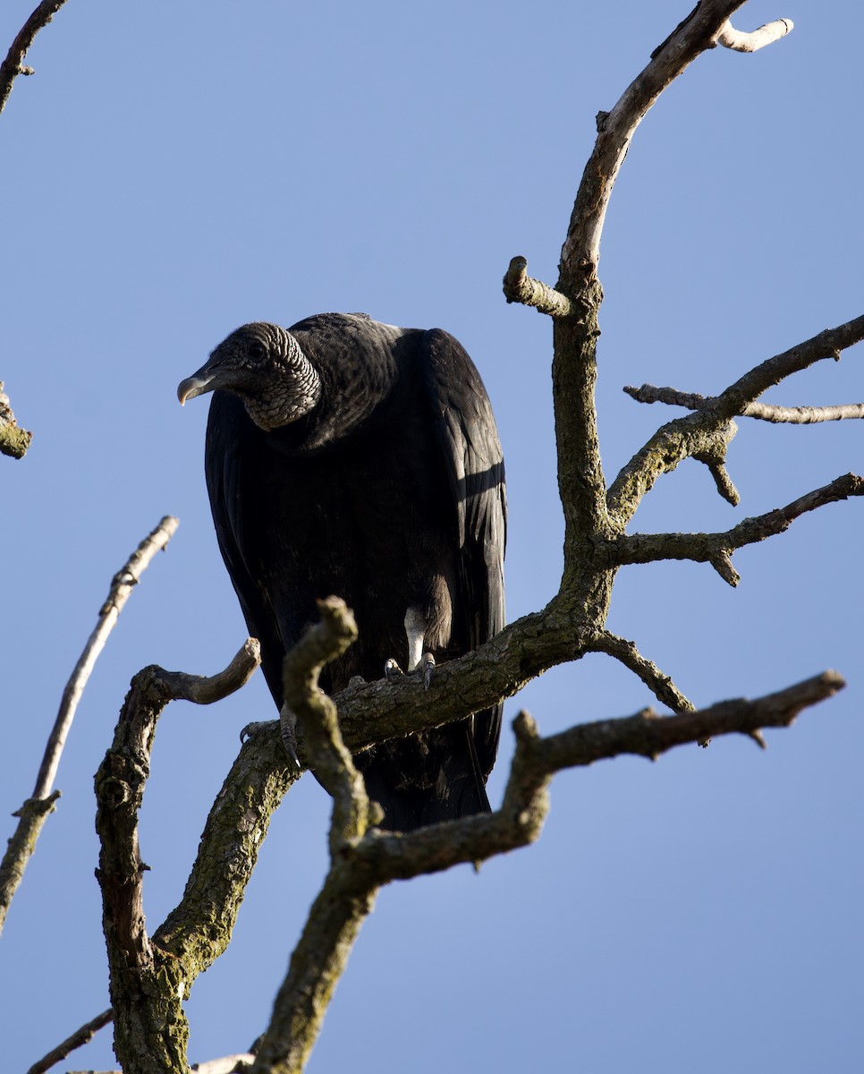 Black Vulture - Amelie Lavenant-Wink