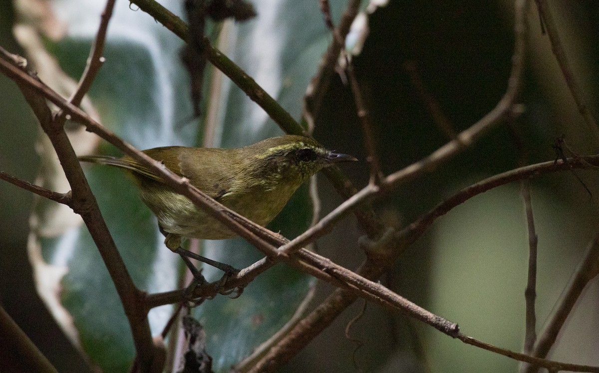Sulawesi Leaf Warbler - ML393280961