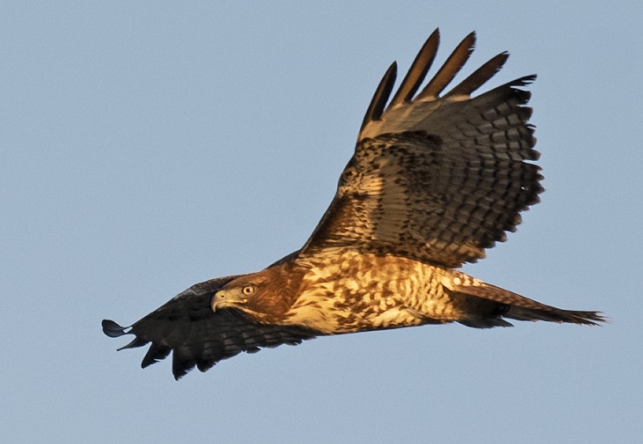 Red-tailed Hawk - ML393281721
