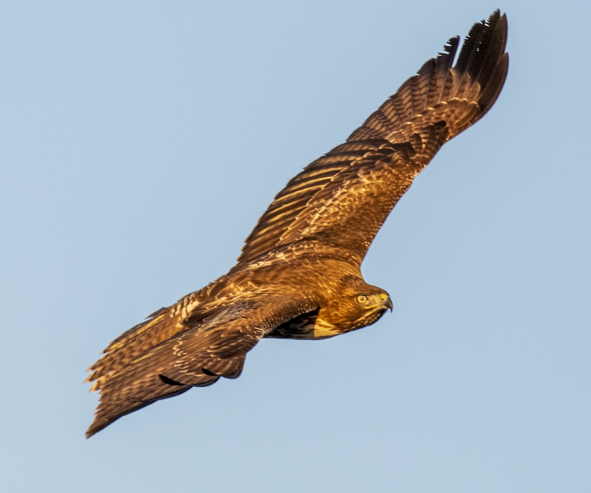 Red-tailed Hawk - ML393281751