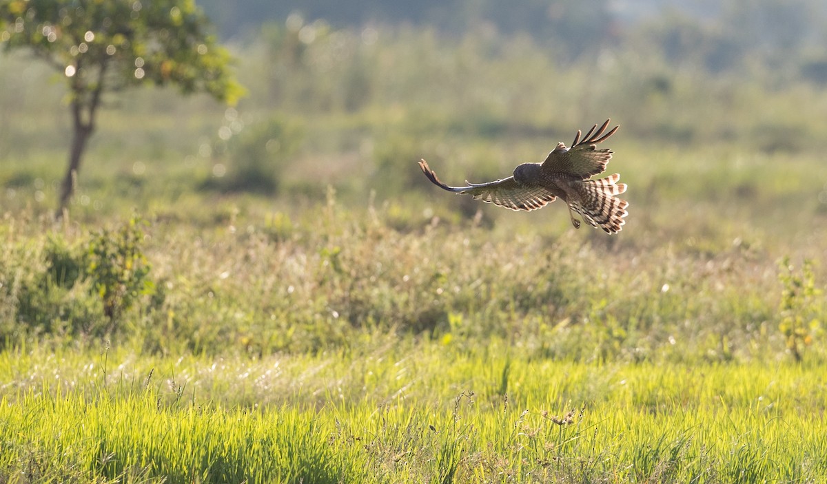 Spotted Harrier - ML393283821