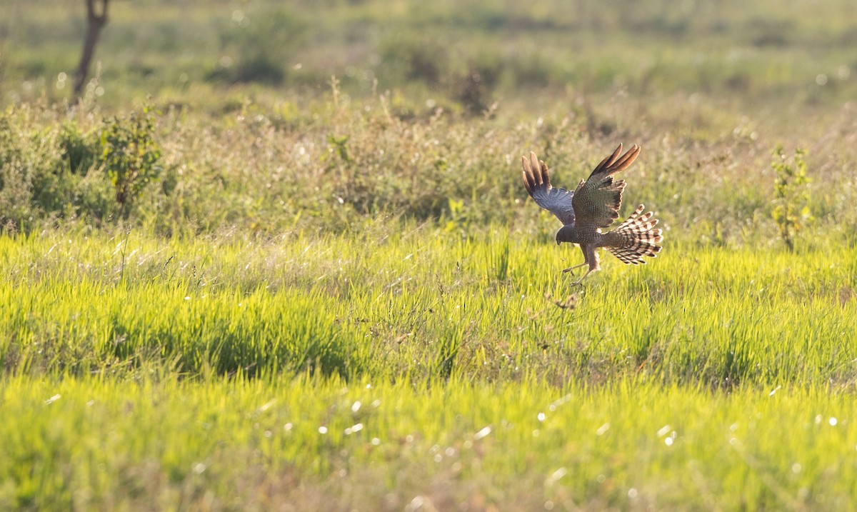 Spotted Harrier - ML393283841