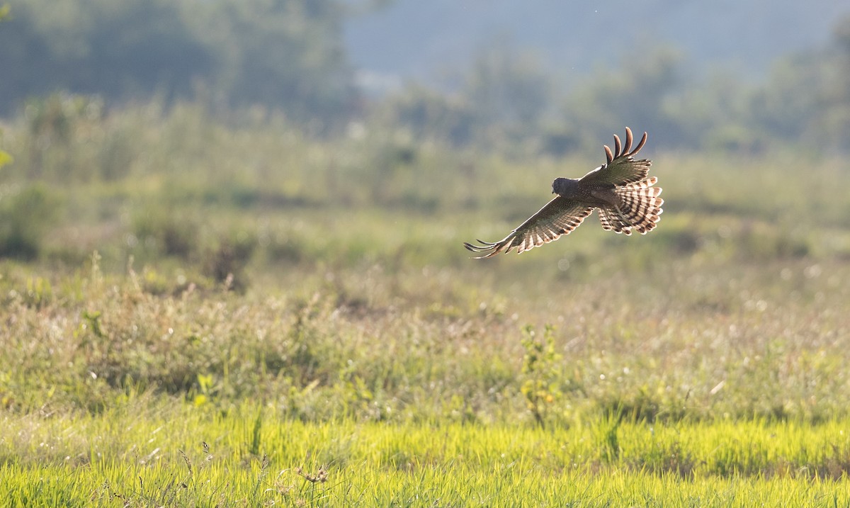 Spotted Harrier - ML393283861