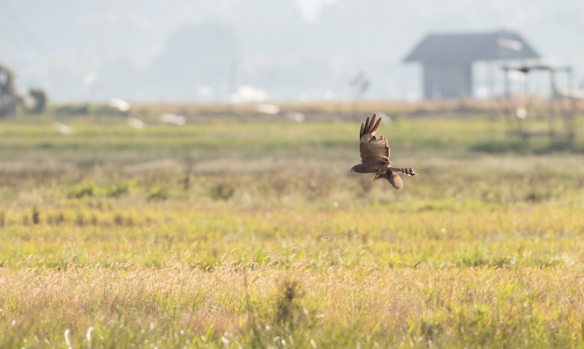 Spotted Harrier - ML393283881